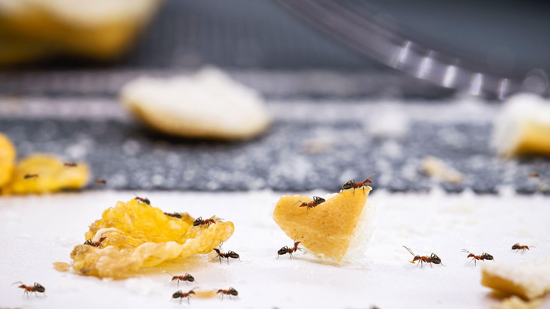 Get Rid of Ants in Kitchen