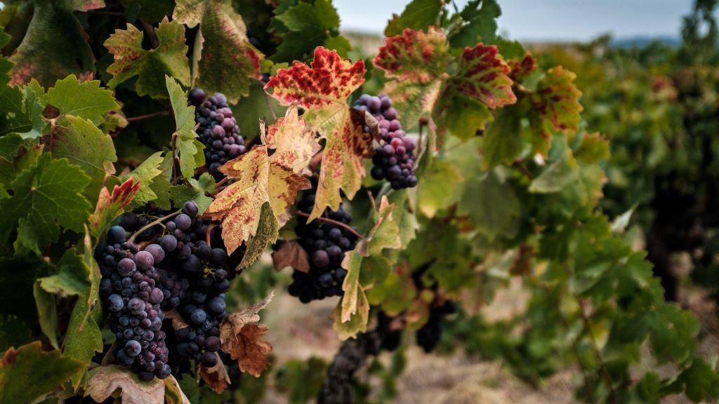 Zinfandel and primitivo genetic match explained wikipedia